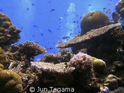 Life at the top of Steves Bommie, Great Barrier, bubbles ... by Jun Tagama 